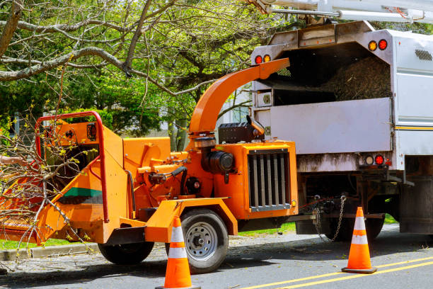 How Our Tree Care Process Works  in  Jasper, TN